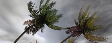 trees in storm