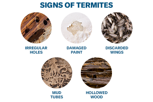 Signs of Termites